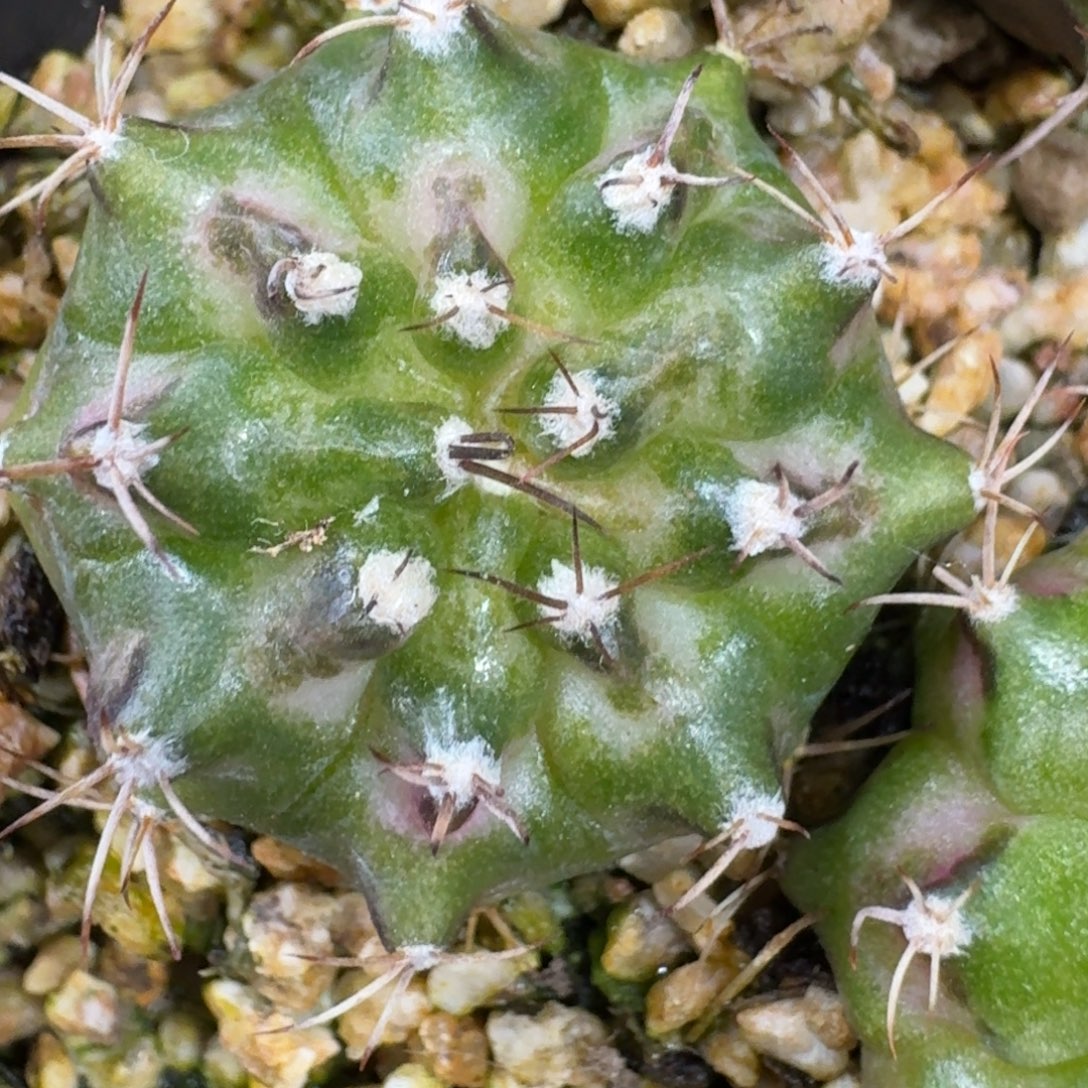 米哈实生自然锦32