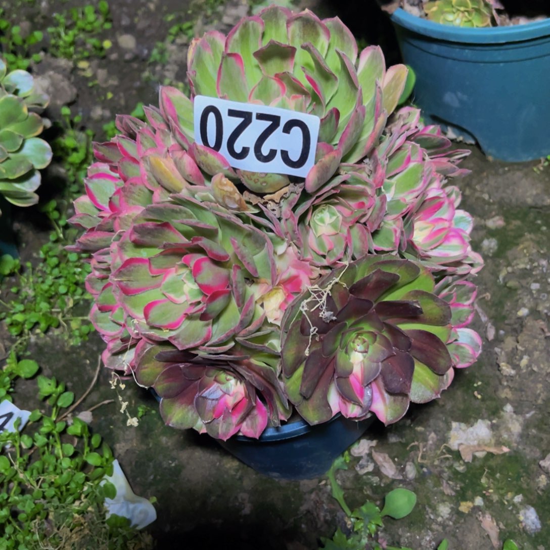 孔雀翎26//////8包邮