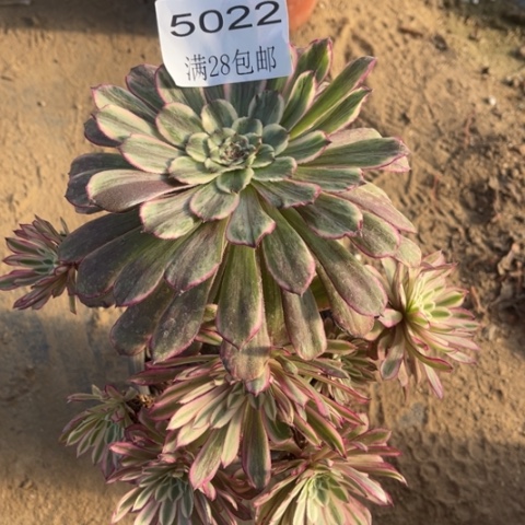 水墨多肉多肉5022