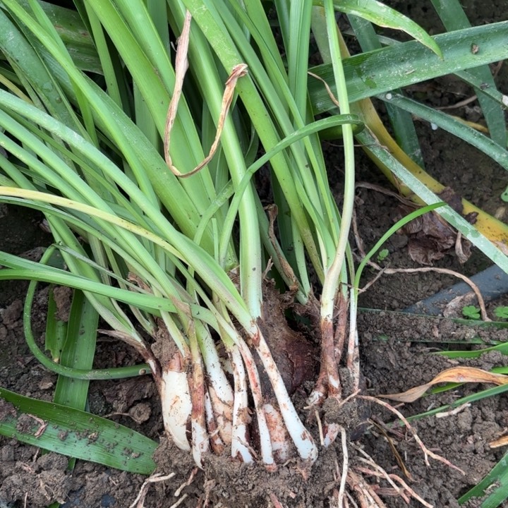 无花朵涂鸦/小青龙