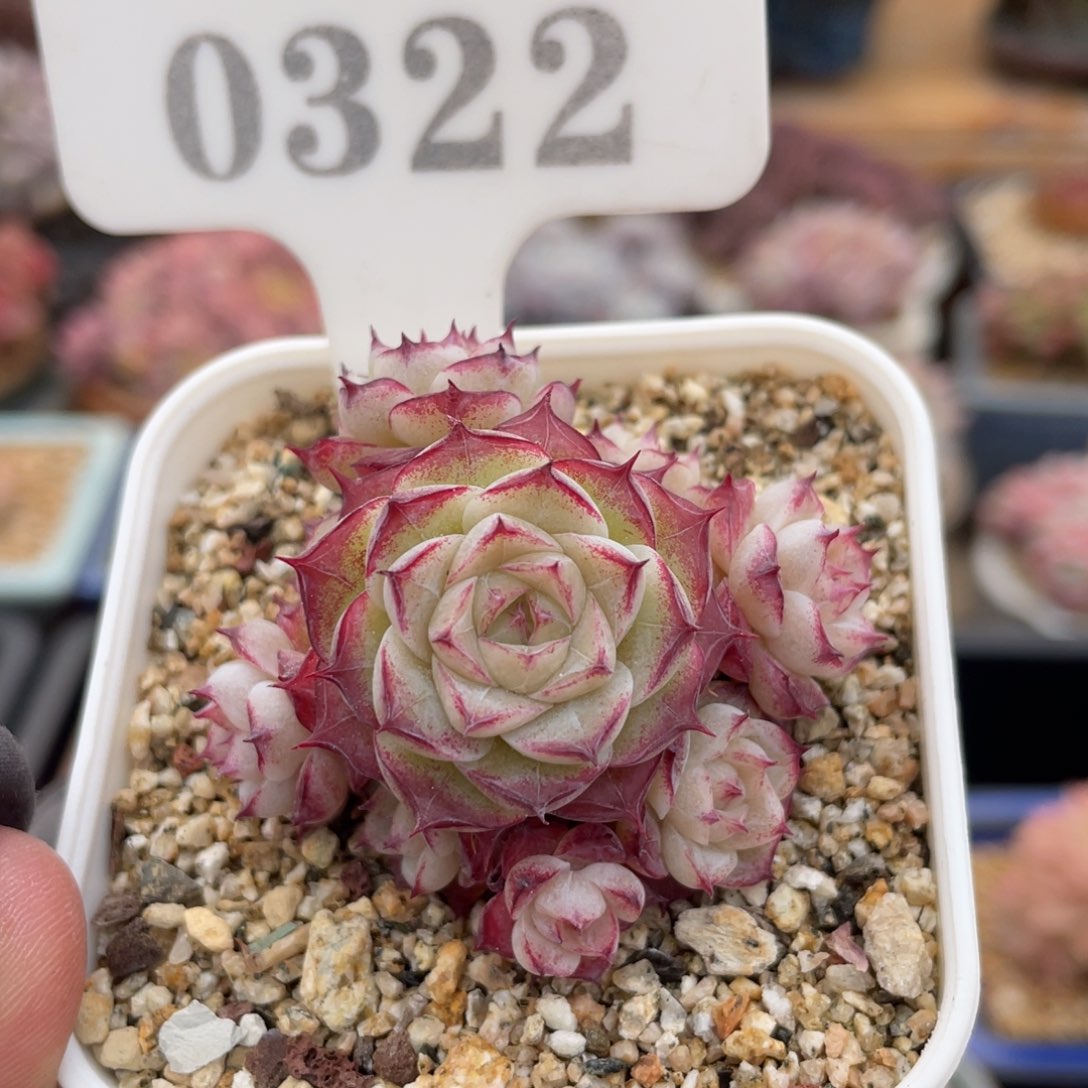 0322 5厘米 不带盆 啦啦