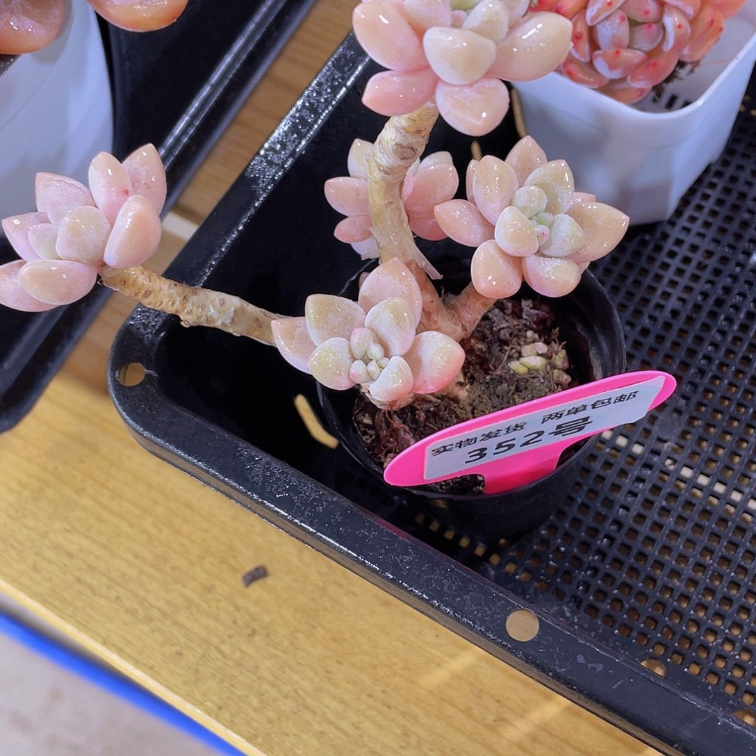 352号 老桩奶酪蛋糕多头