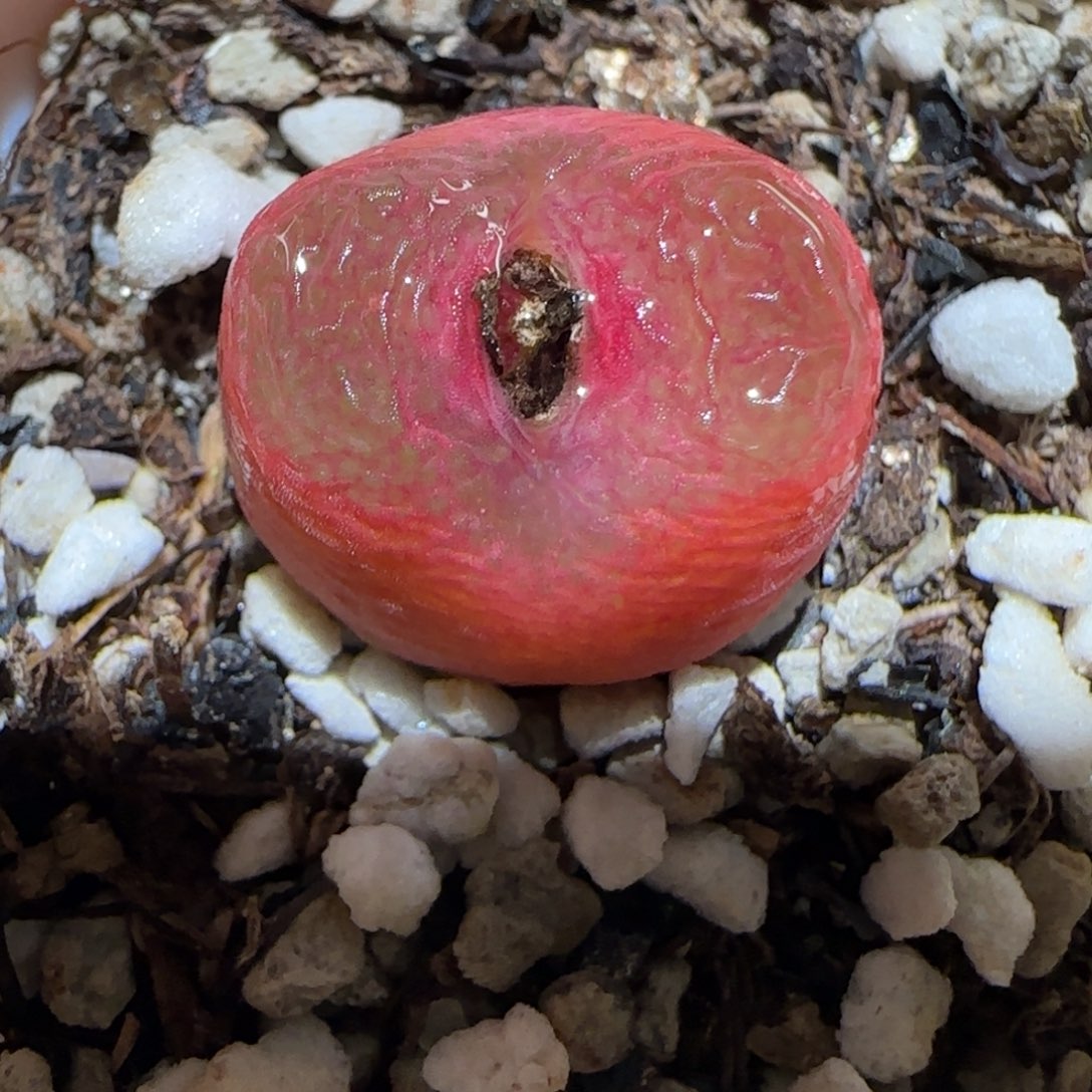 肉锥多肉植物百科-1745