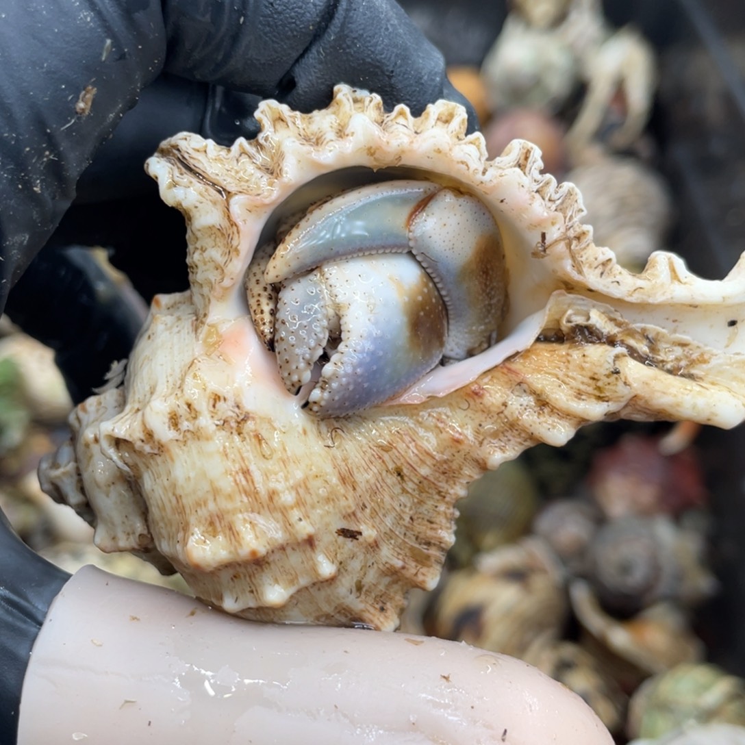 不退不换活体宠物60