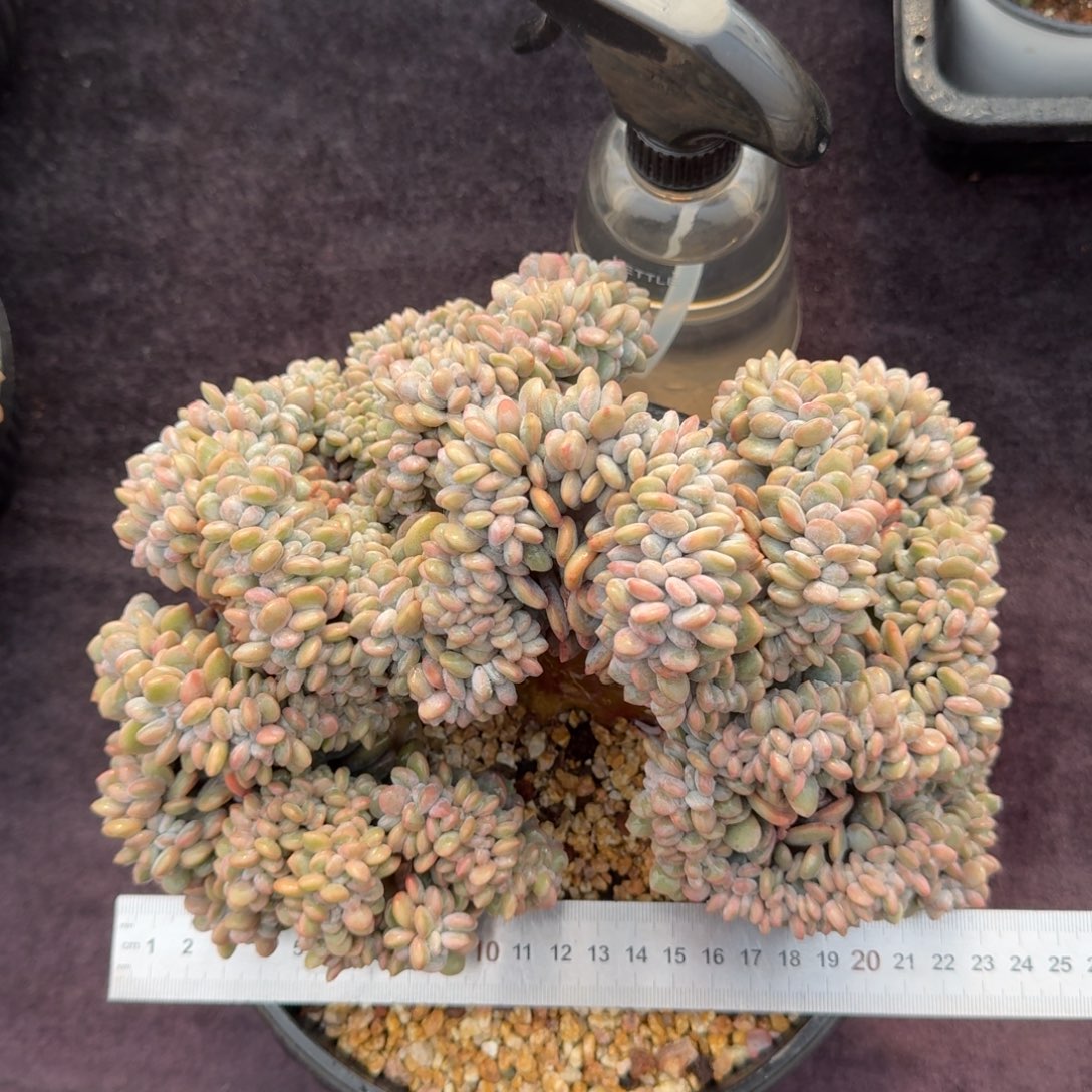 23厘米的尺寸一物一拍的