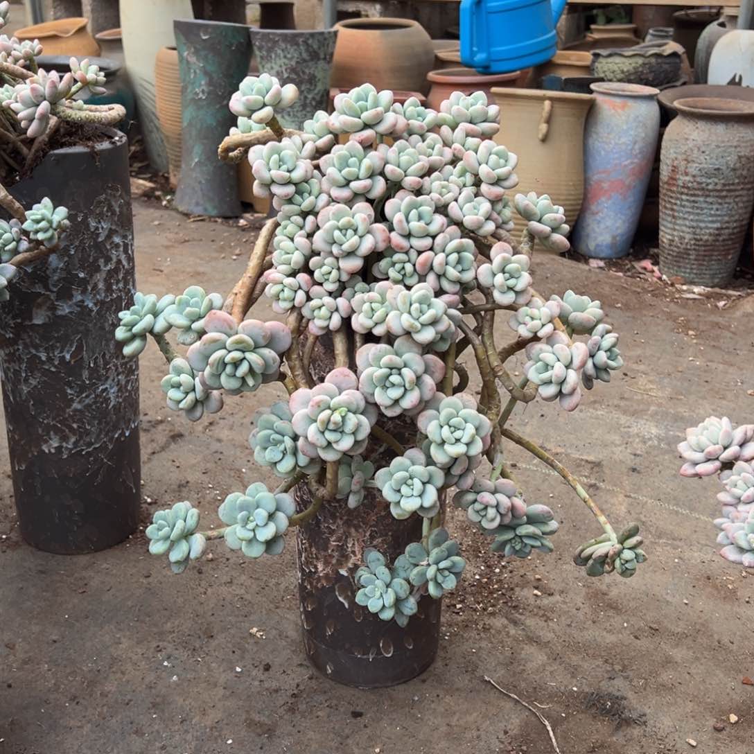 露养老桩脱土裸根粉洛神