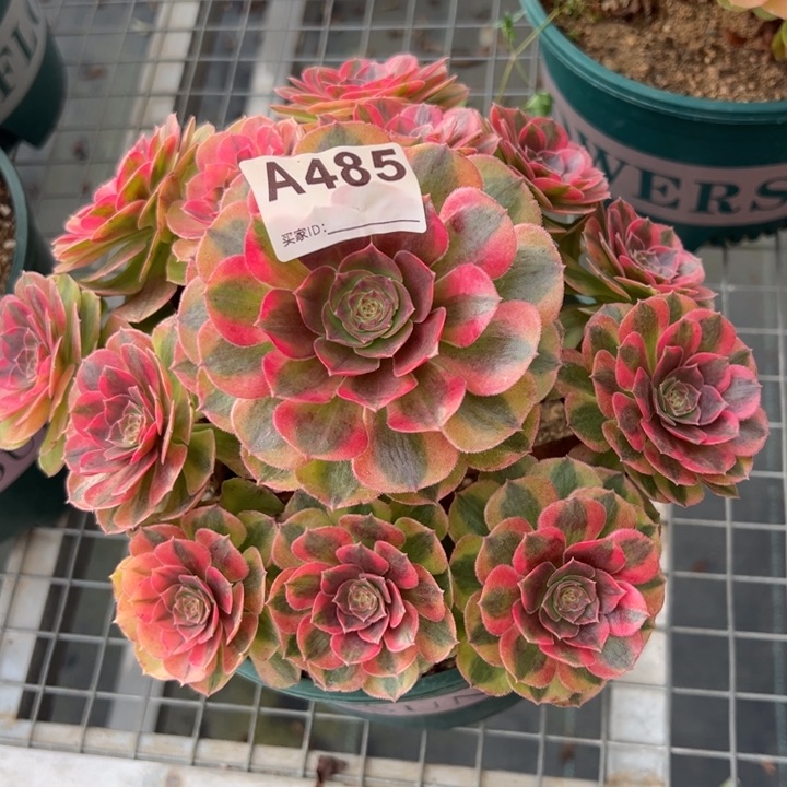 485雨荷20厘米左右485