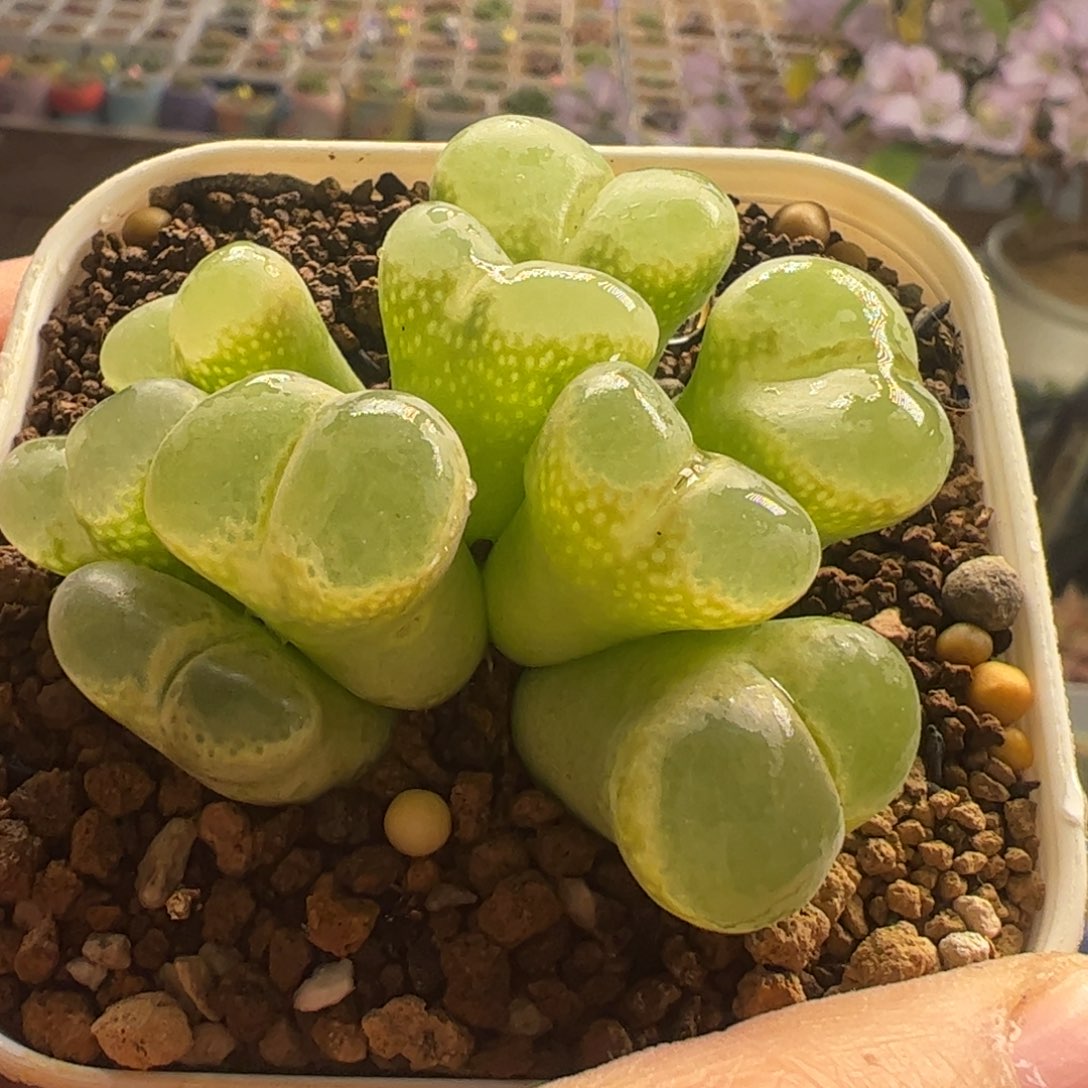 白拍子风铃多肉植物百科