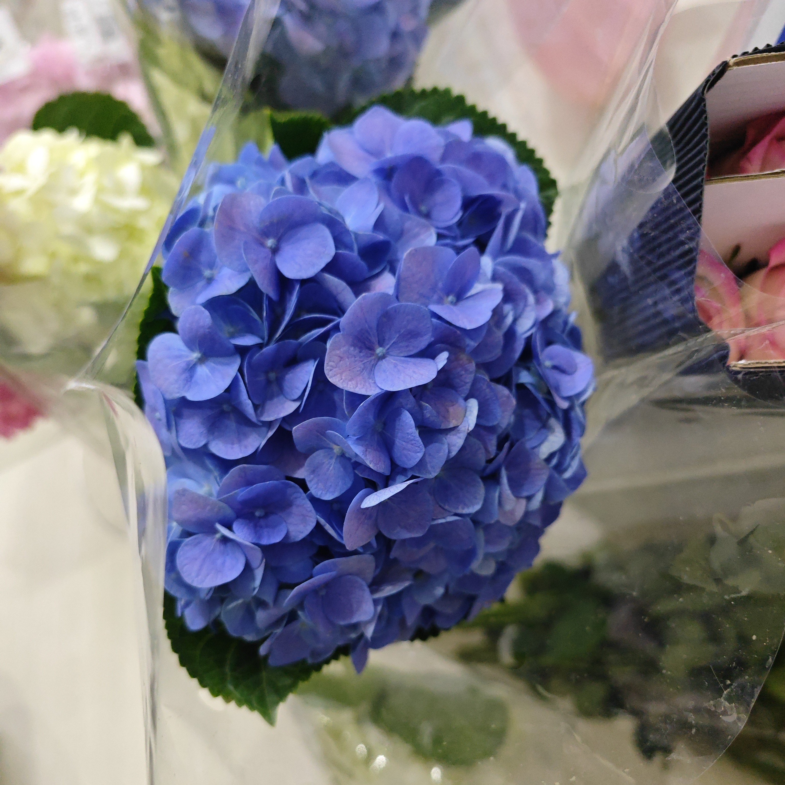 绣球银莲花，云南基地绿植直发绣球花花手鞠绣球