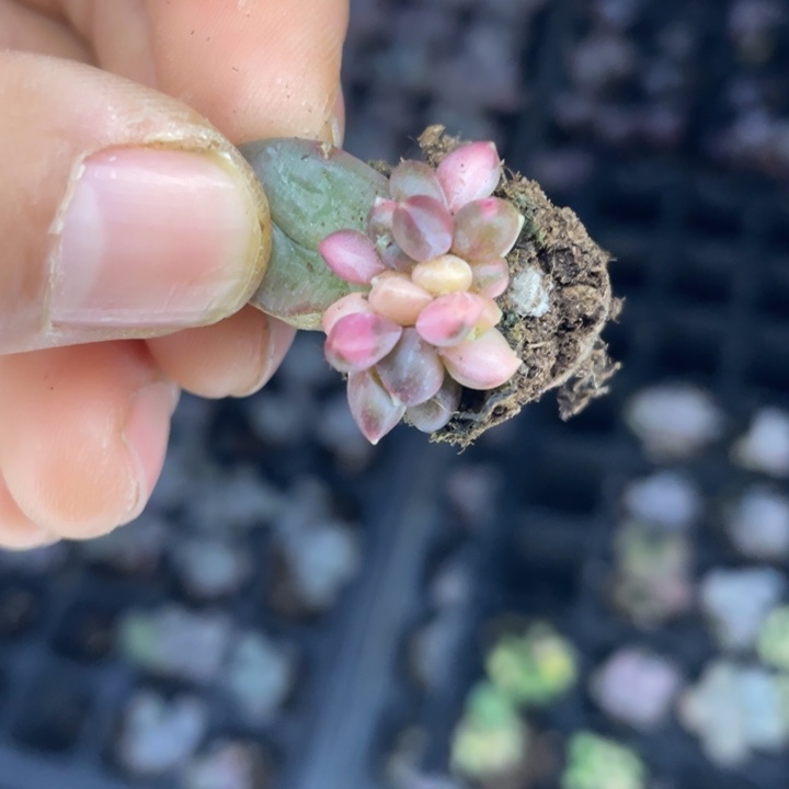 s***e一物一拍满18包邮