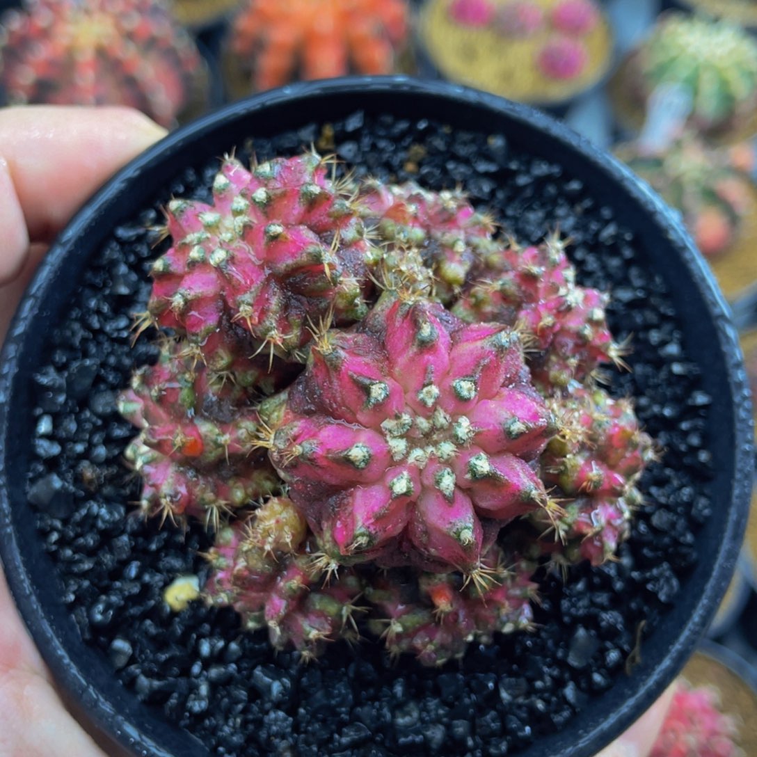 米哈星球0000000007