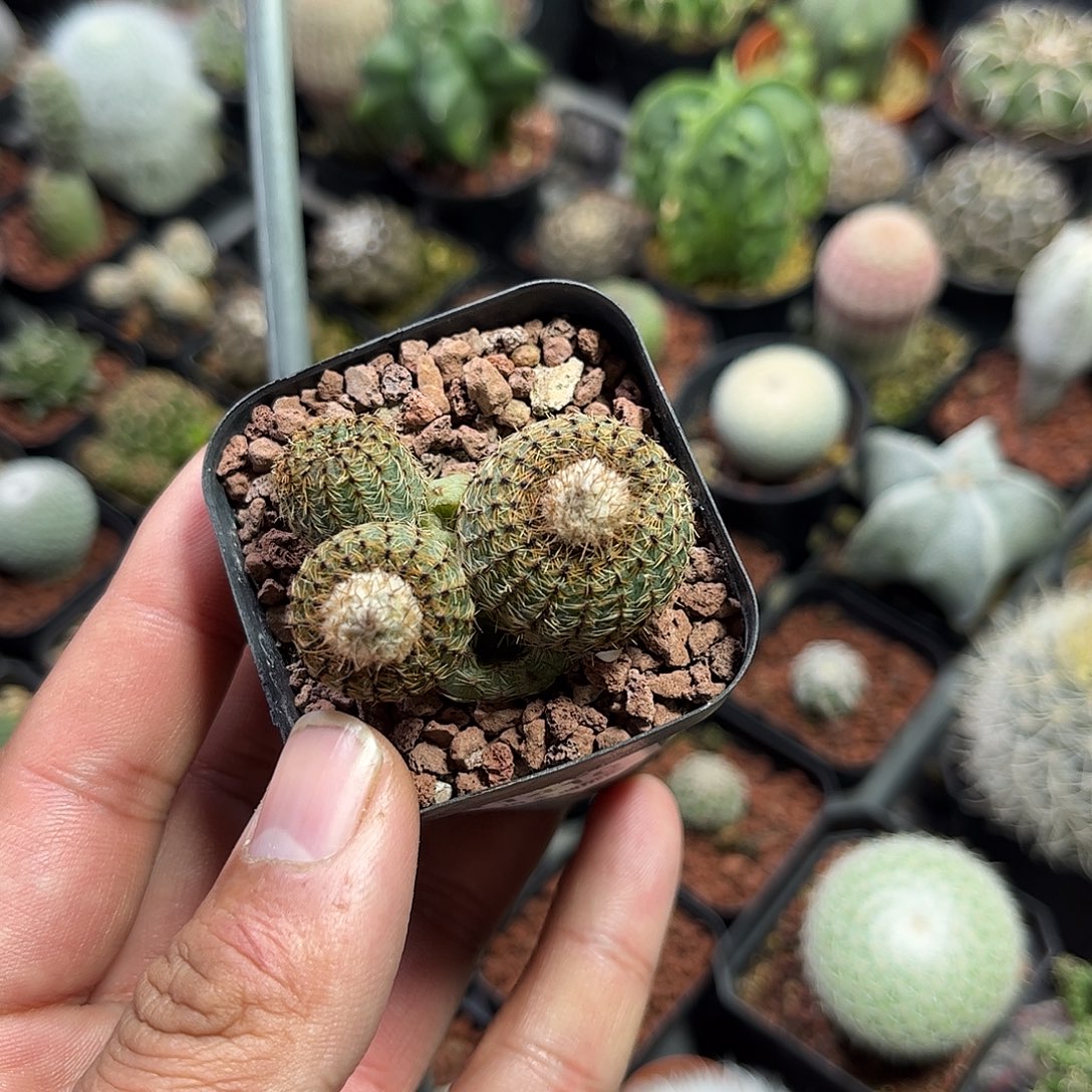 蕃***茄111410一物一拍单头发货