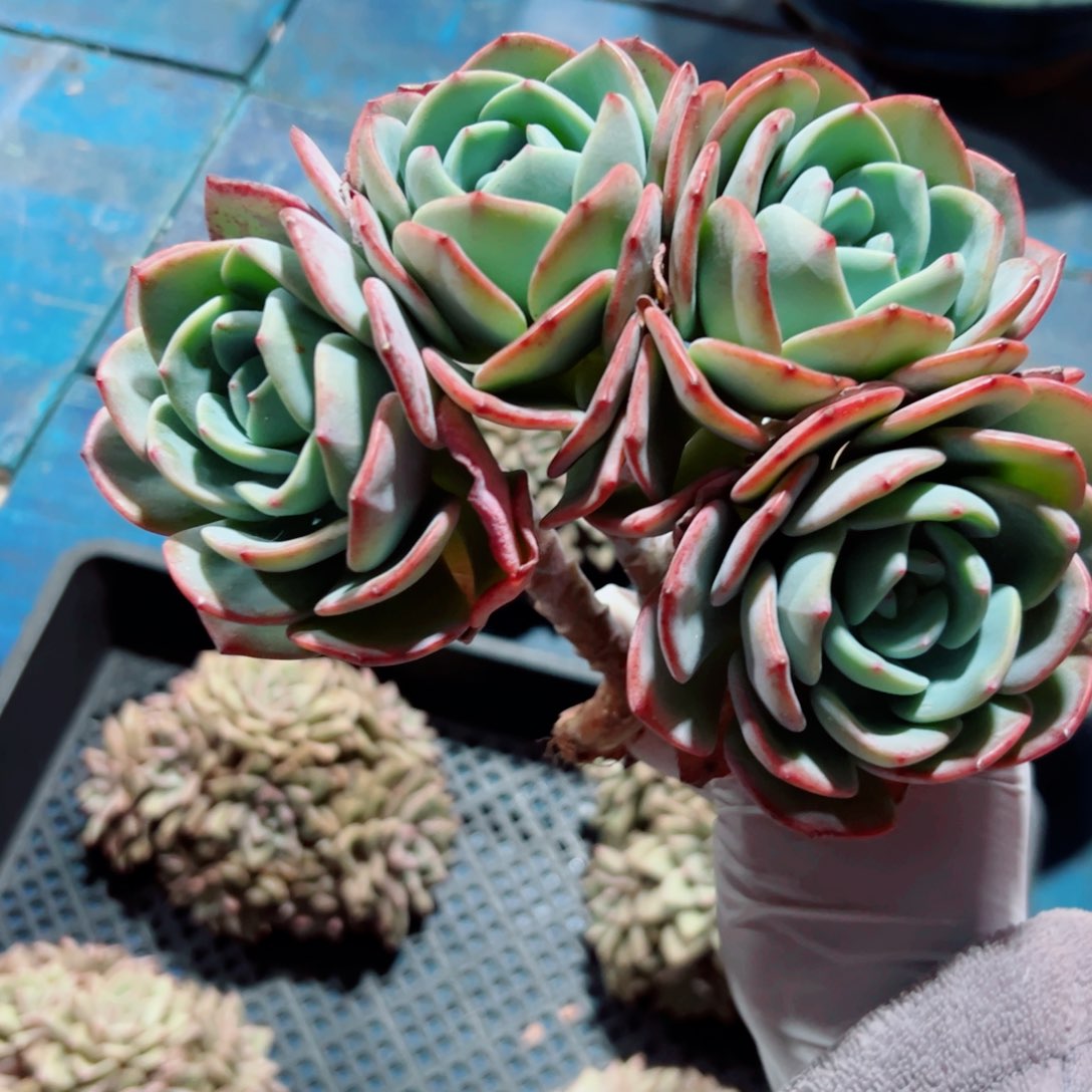 白月光多肉植物微瑕