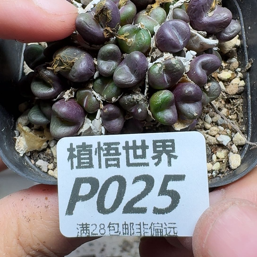 多肉植物的人啊fbbn