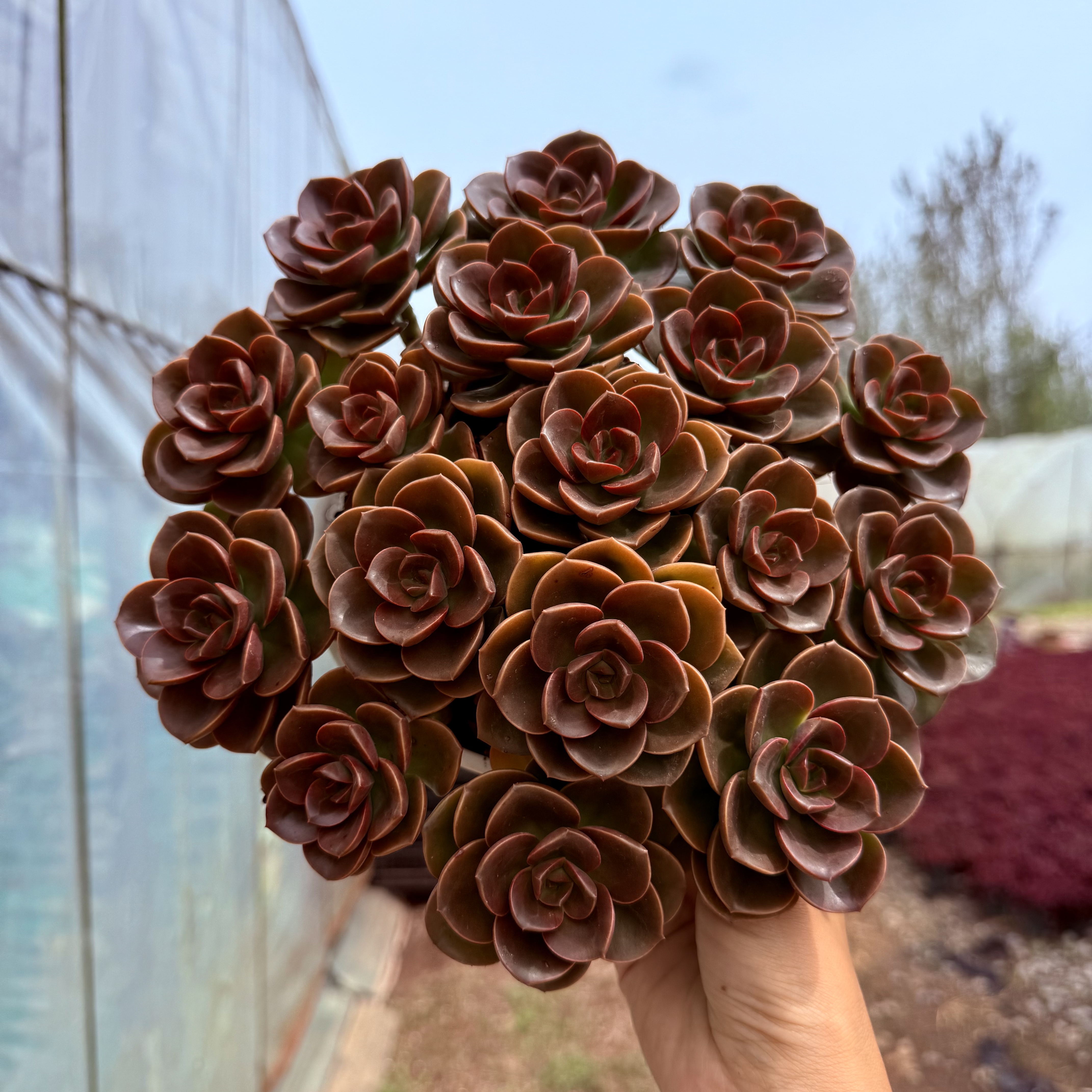 超大盆手捧巧克力带盆带土精品多肉植物防辐射吸甲醛阳台绿植好养