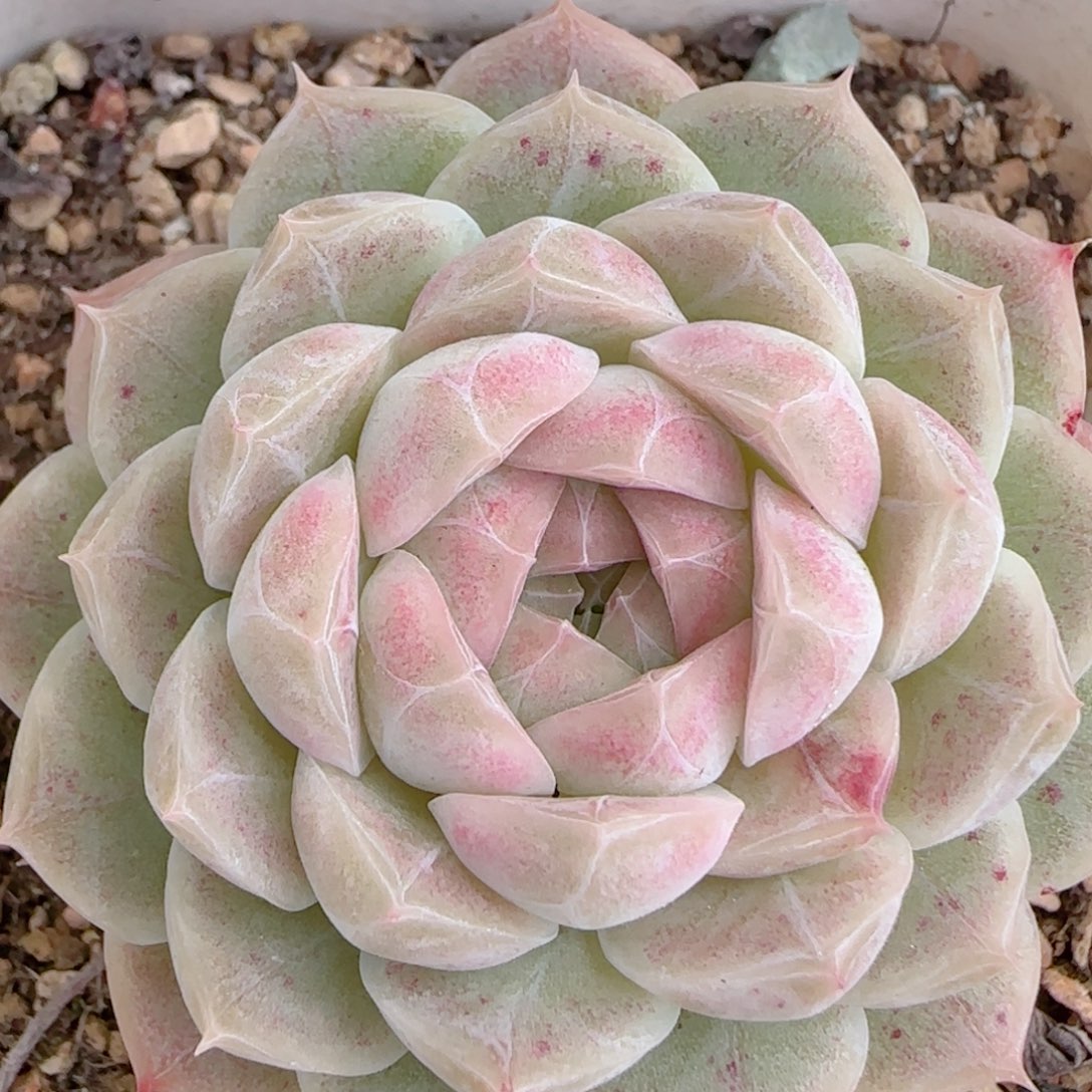 C***花语多肉1226-171