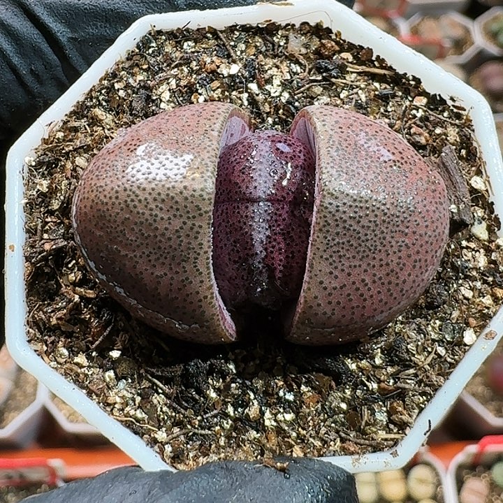 生石花1111111。   162