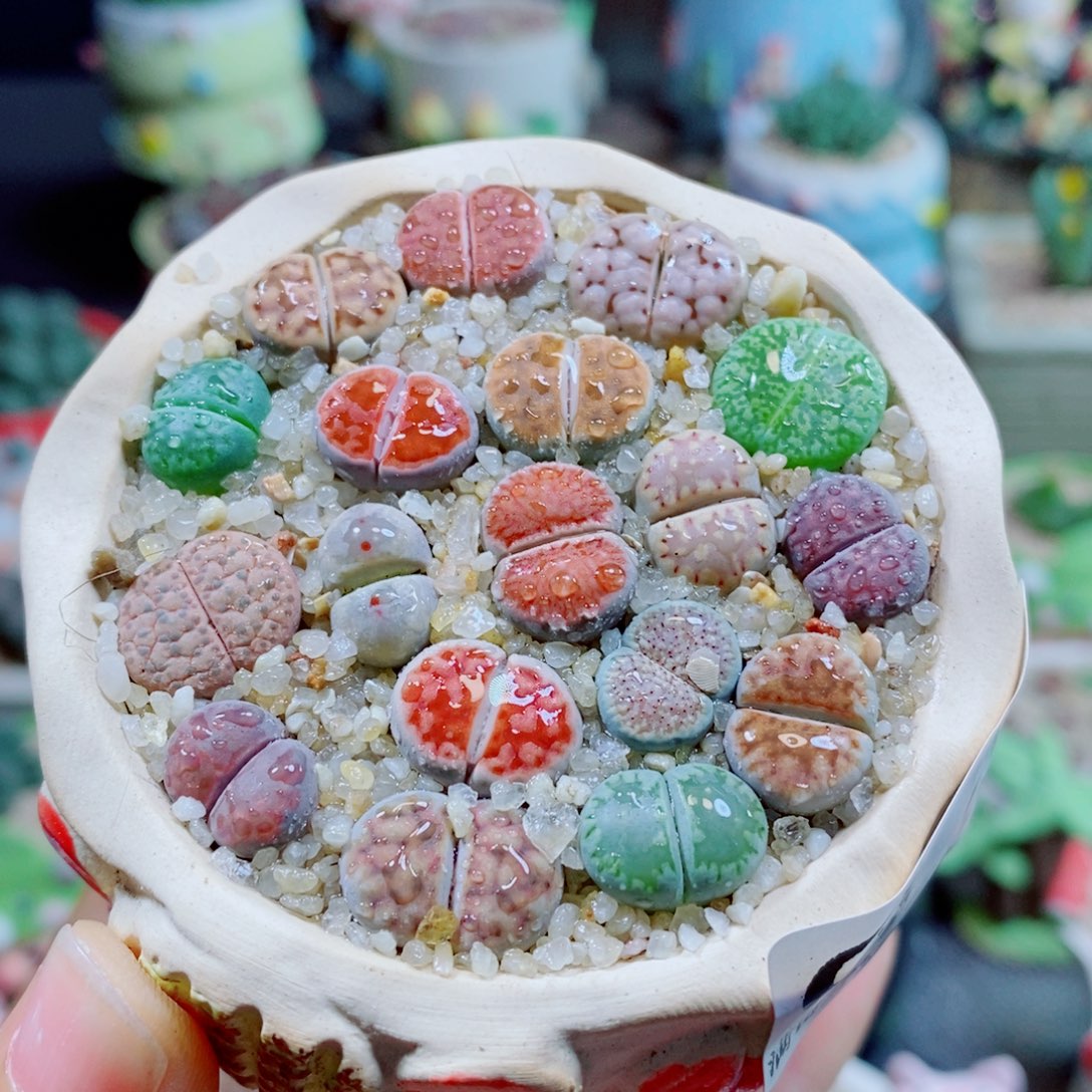 生石花花花花花花15