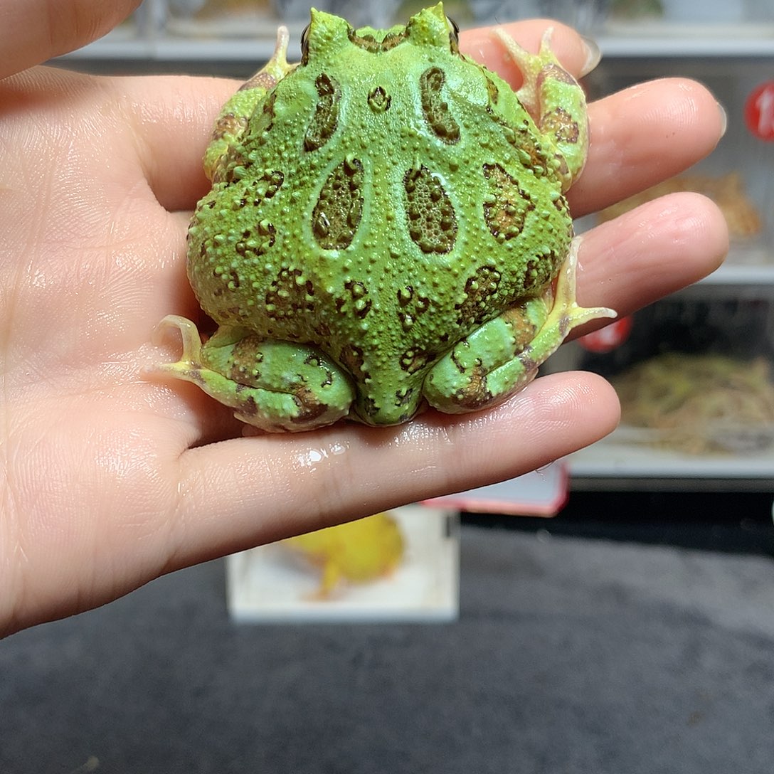 角蛙4026绿角角蛙