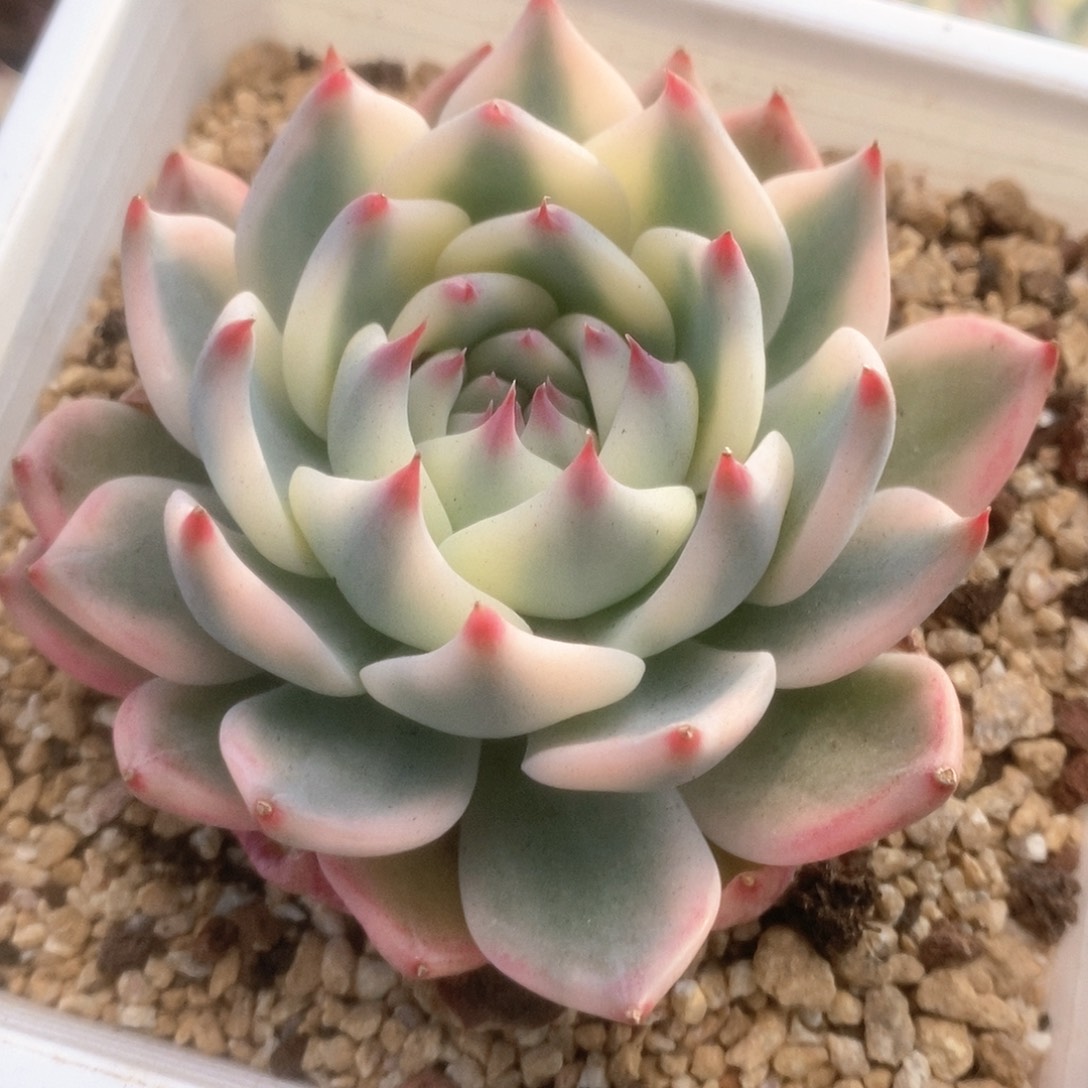 213锦锦锦锦锦锦锦