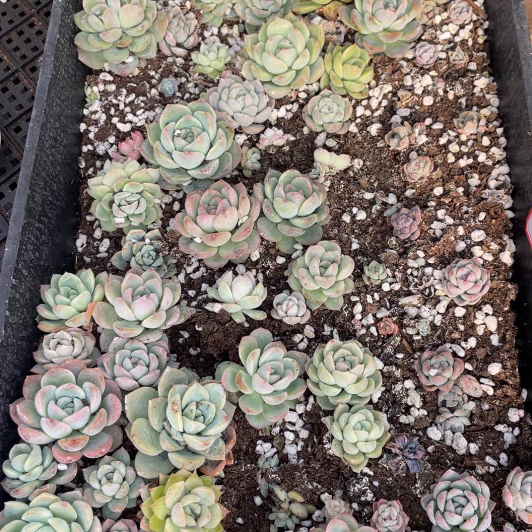 29 欧泊播种苗一筐，特价不包保温不包售后