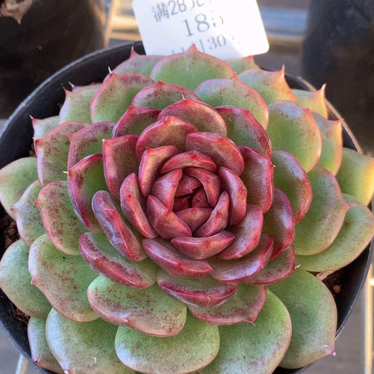 【闪购商品】云185号