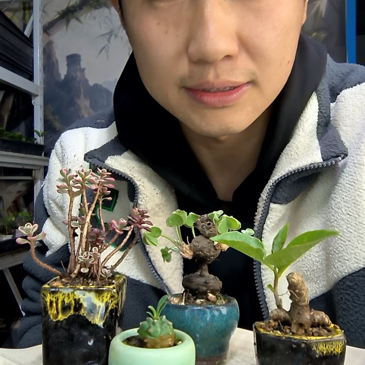 有**失中青园艺一物一拍277