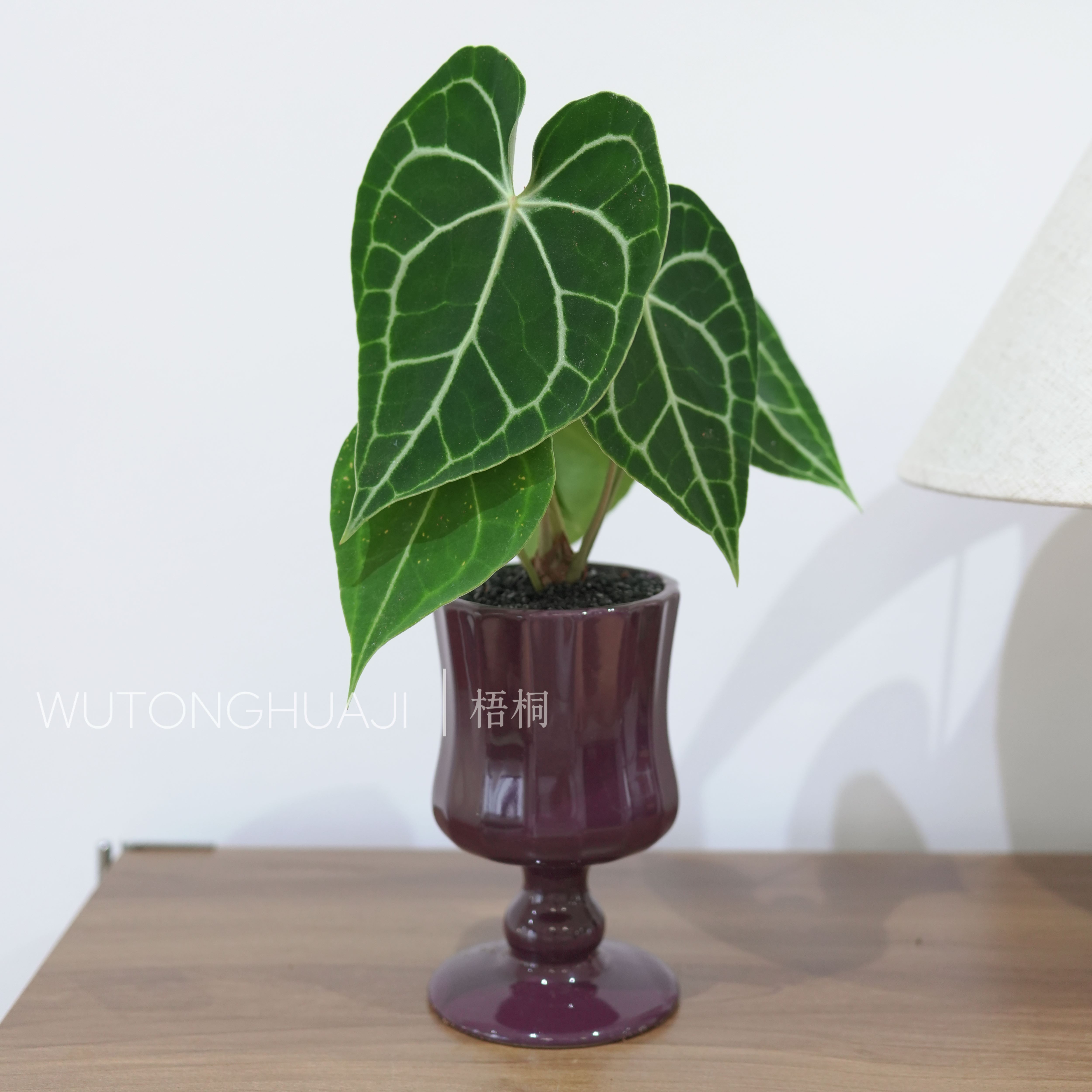 克莱恩花烛高脚盆水晶盆栽心形叶片好养室内观叶植物客厅阳台