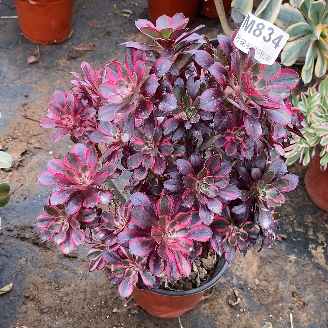 834丽娜多肉植物