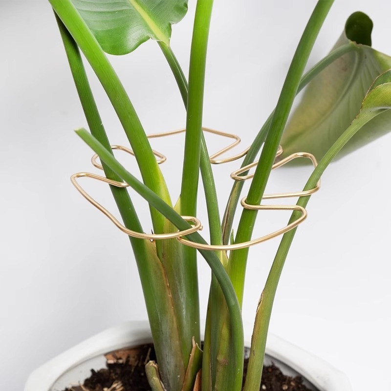 水培植物固定器防倒伏支架各种绿植支撑植物收拢架园艺绿植聚拢架