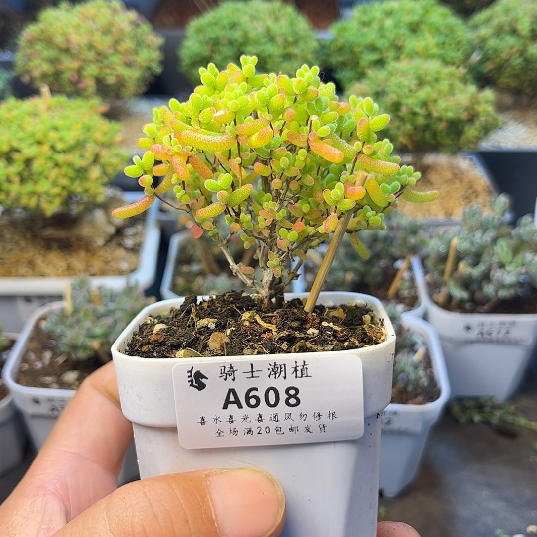 M***)608蜜橘糖球枝干番杏