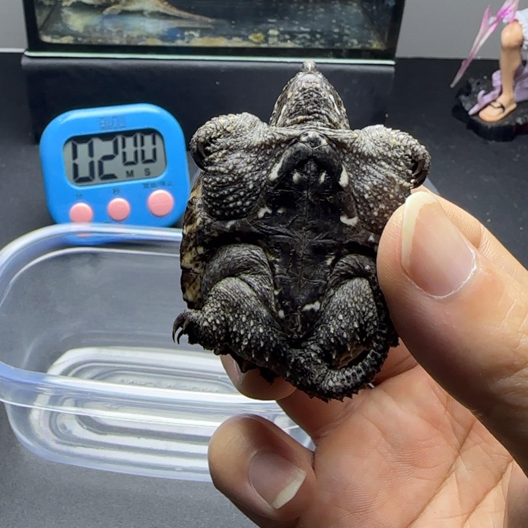 ****落宠物龟公母搭配人工养殖宠物龟