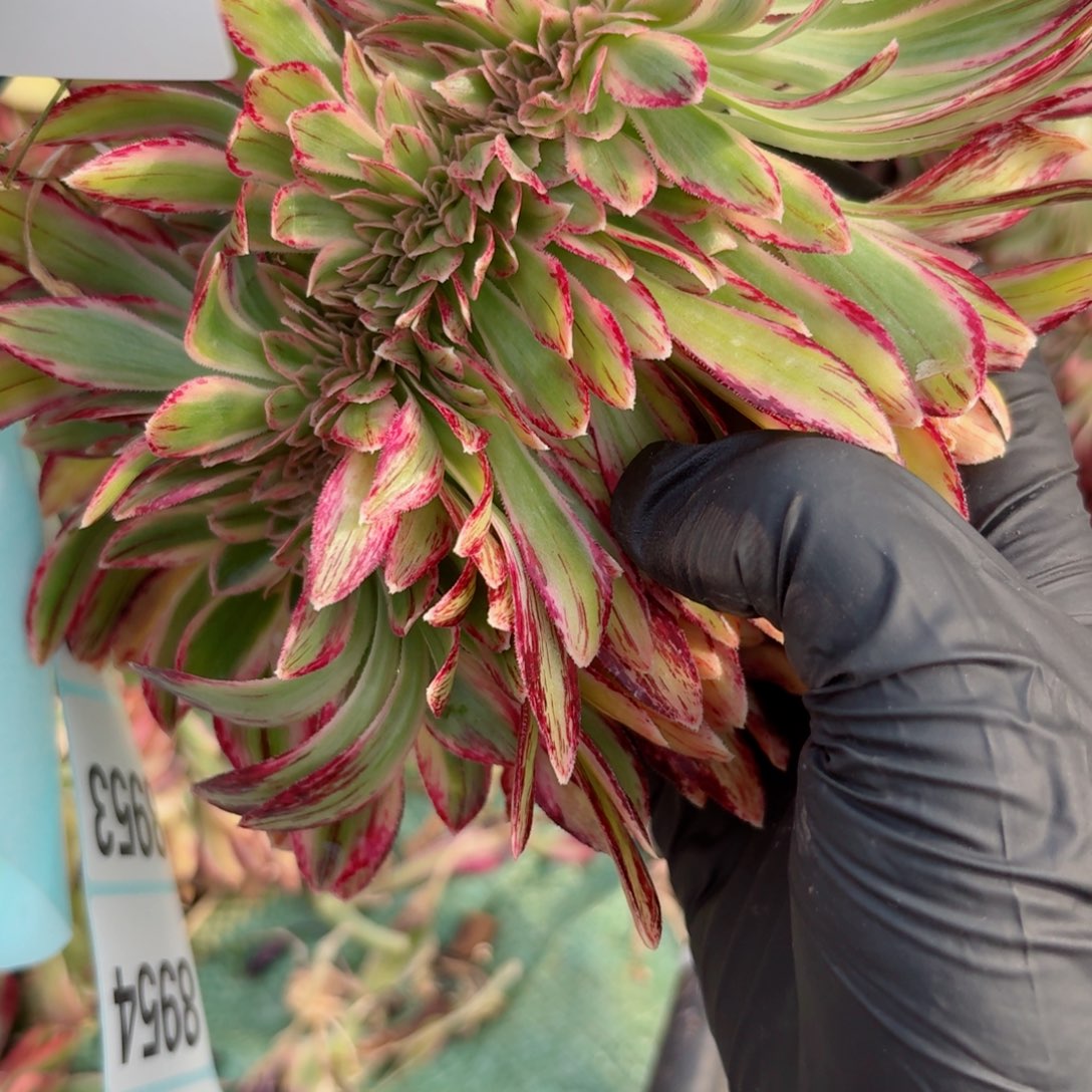 嗯8951 号多肉法师特价没有根