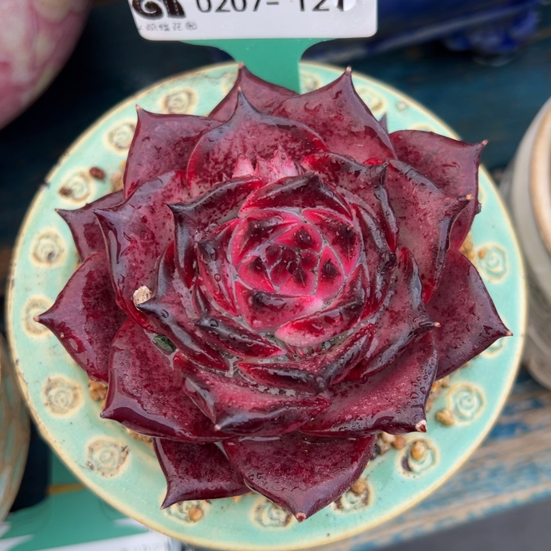 从前慢多肉精选编号0207.121