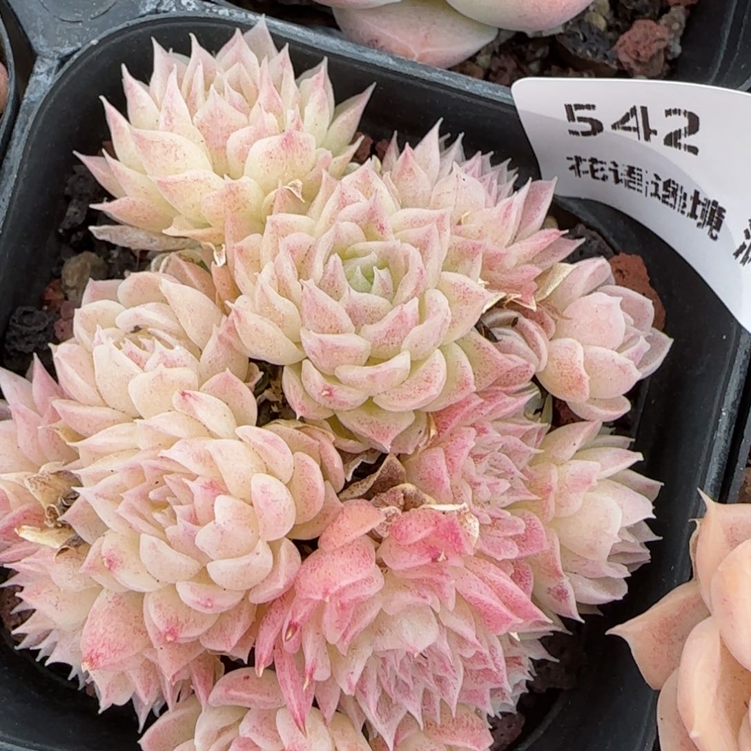 花语逸境0216-542散