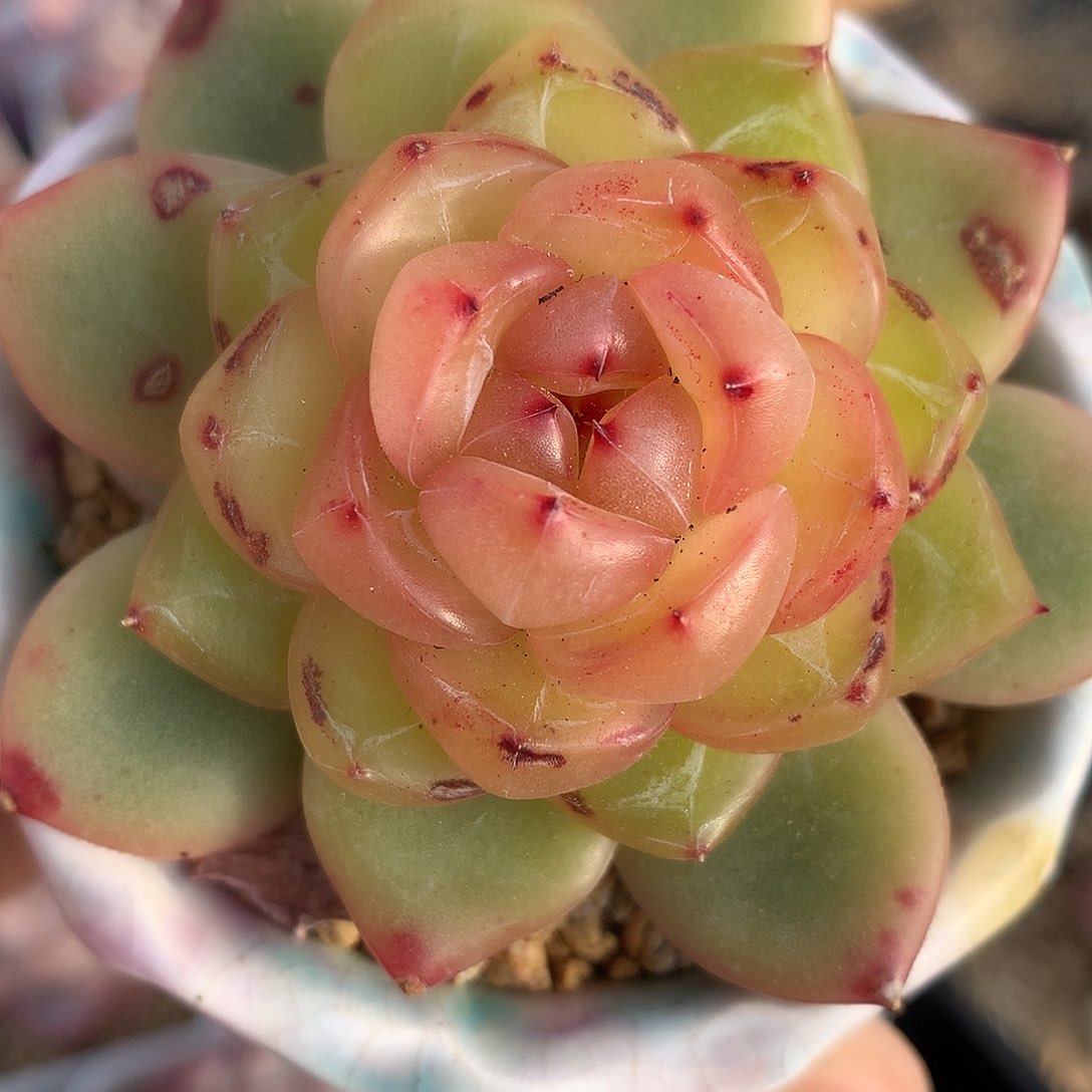 0123-21 优选珍妮 叶片有伤