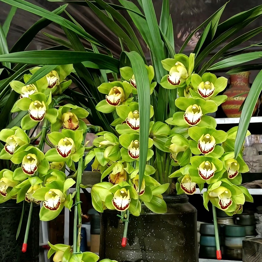 （玉观音）大花蕙兰年宵花卉 室内盆栽好养花卉绿植