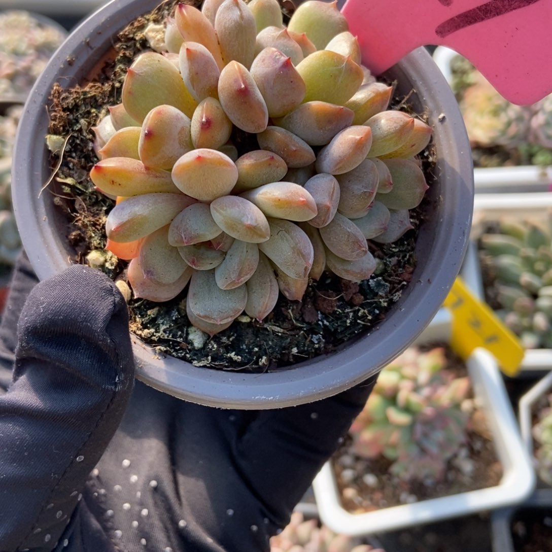 929红恋多肉植物多肉