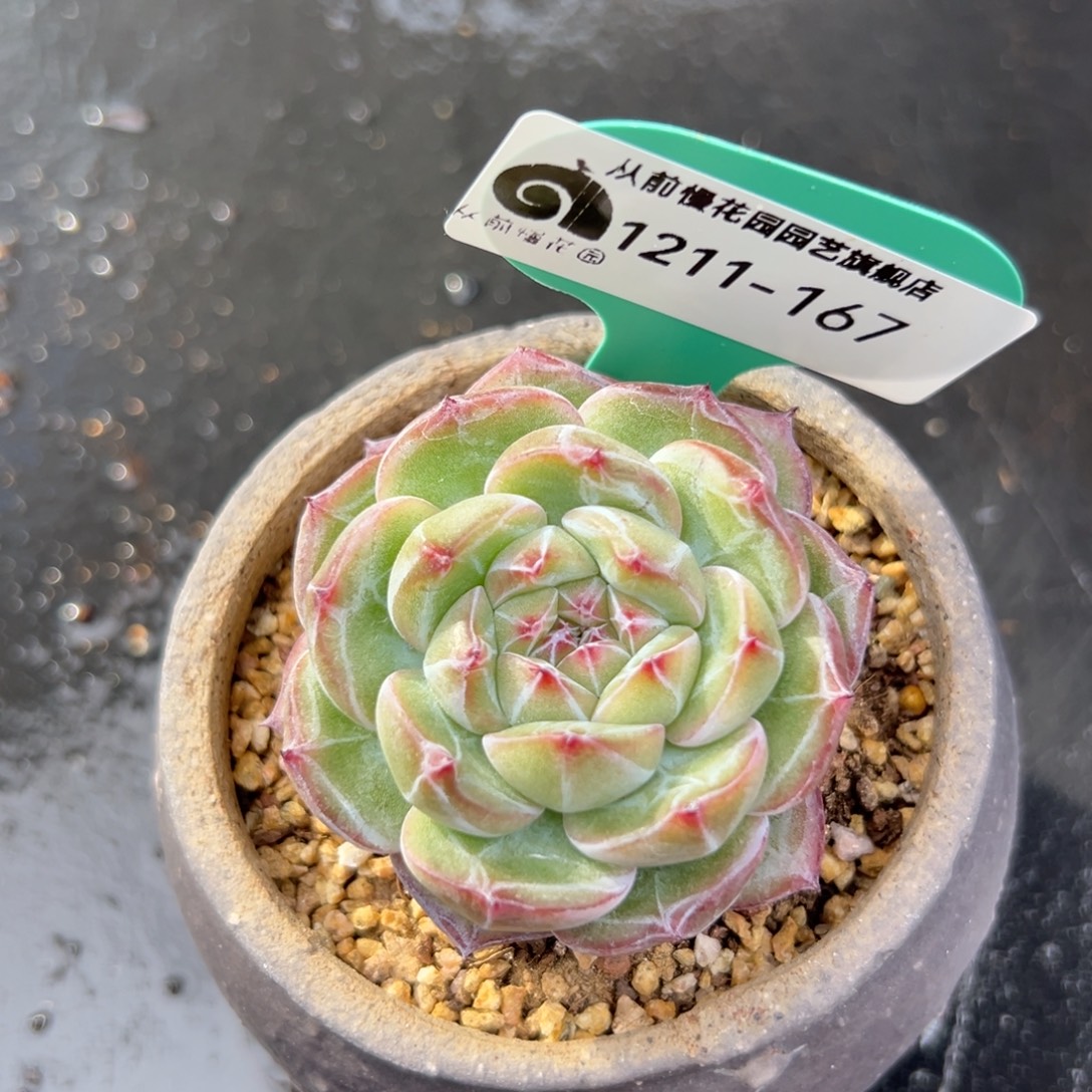 从前慢花园多肉编号1211-167