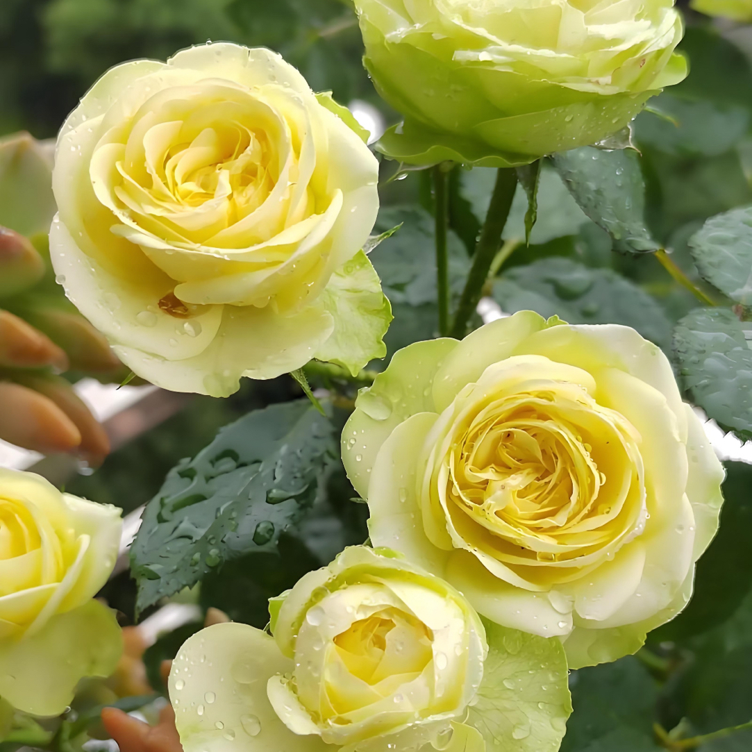 【奶油龙沙】月季丰花多头四季爆花机器 抗病性强 庭院阳台盆栽绿植