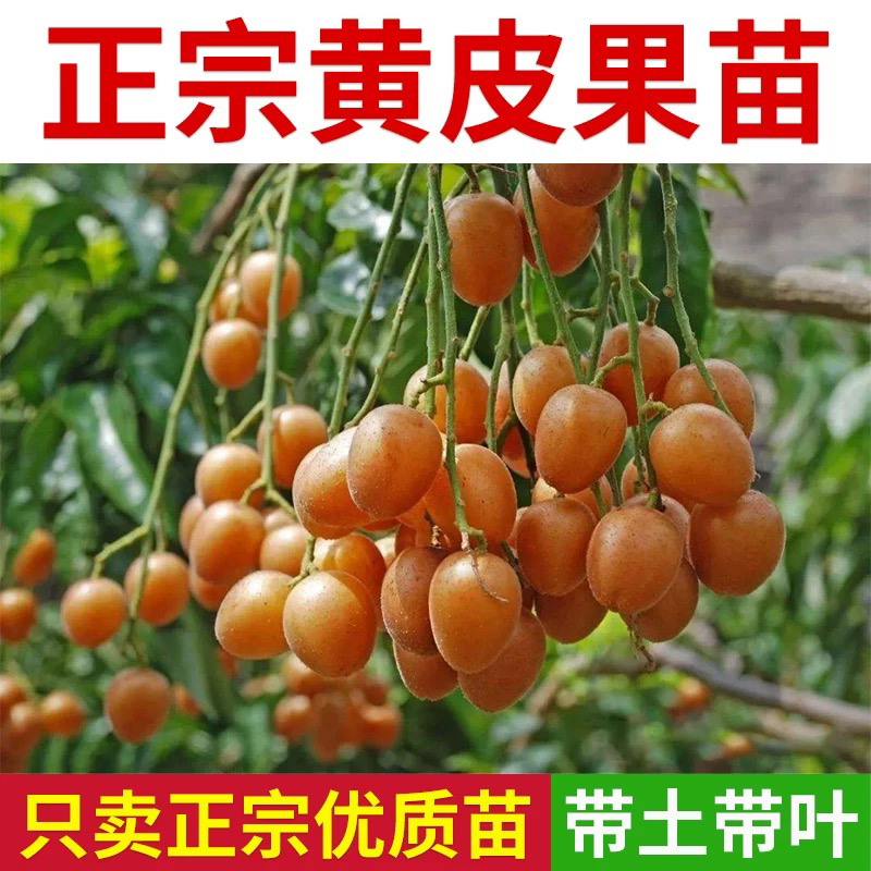 黄皮果树苗 高产易结果 盆栽地栽都可以 带土带叶发