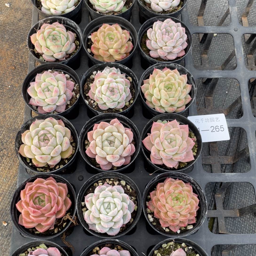 一物一拍18颗31-265