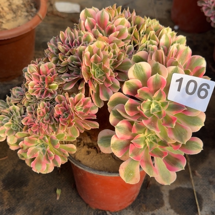 糖果女巫法师锦缀化106