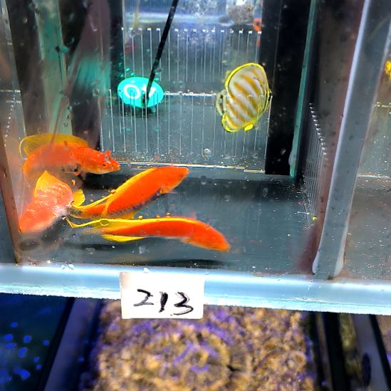 海水鱼黑腹快闪龙5-50-213