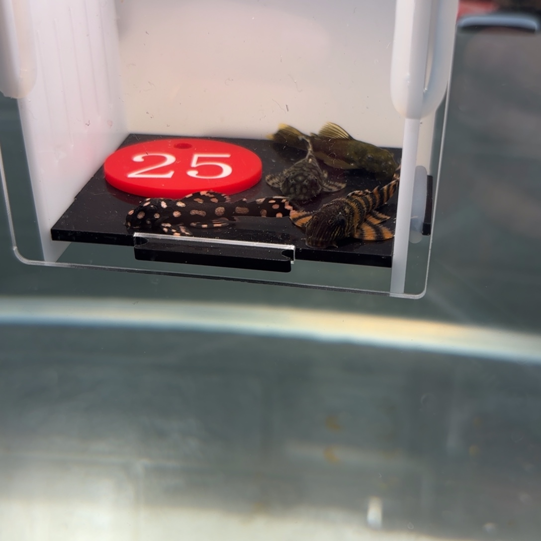 ****道清道夫鱼红老虎，龙钻，绿龙，刀各一条，中通