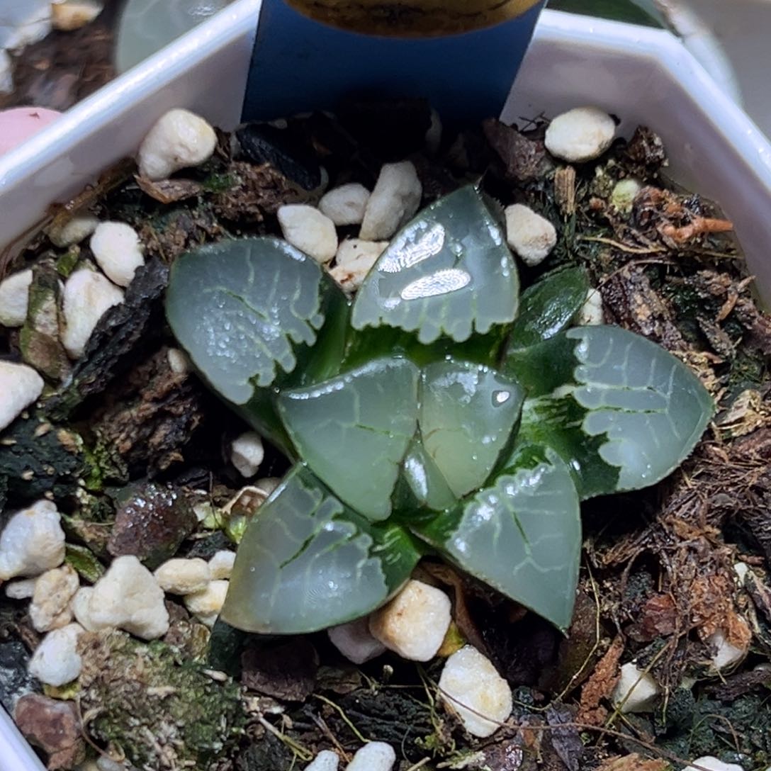 恭喜发财大吉大利0156多肉