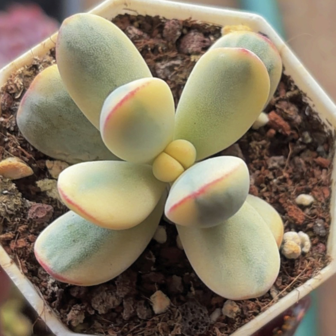 乒乓福娘锦 （满12.9包邮）