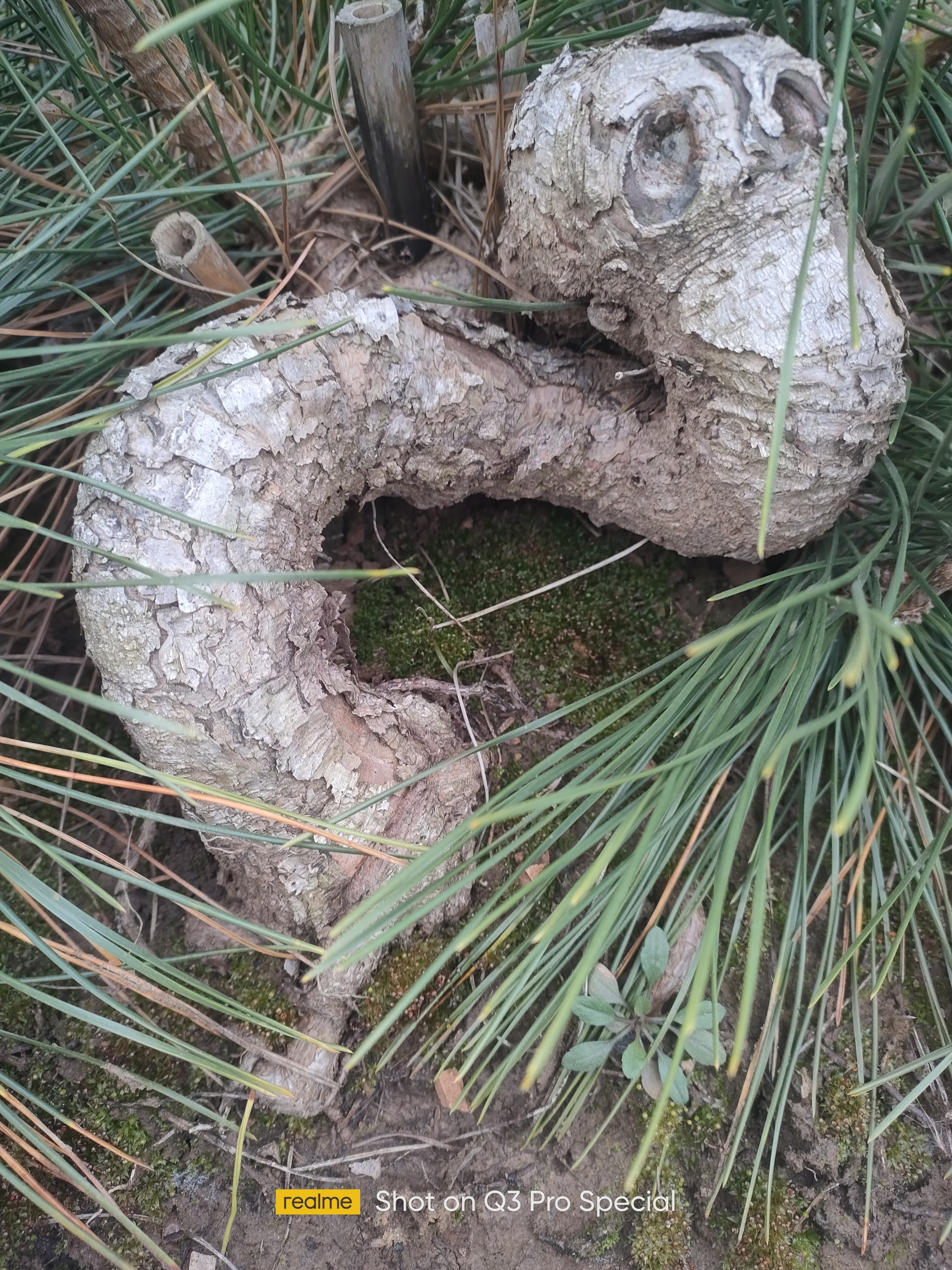 黑松盆景素材基地直发黑松造型直播间一物一拍