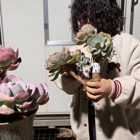 展***了云南发货白凤老桩00179号