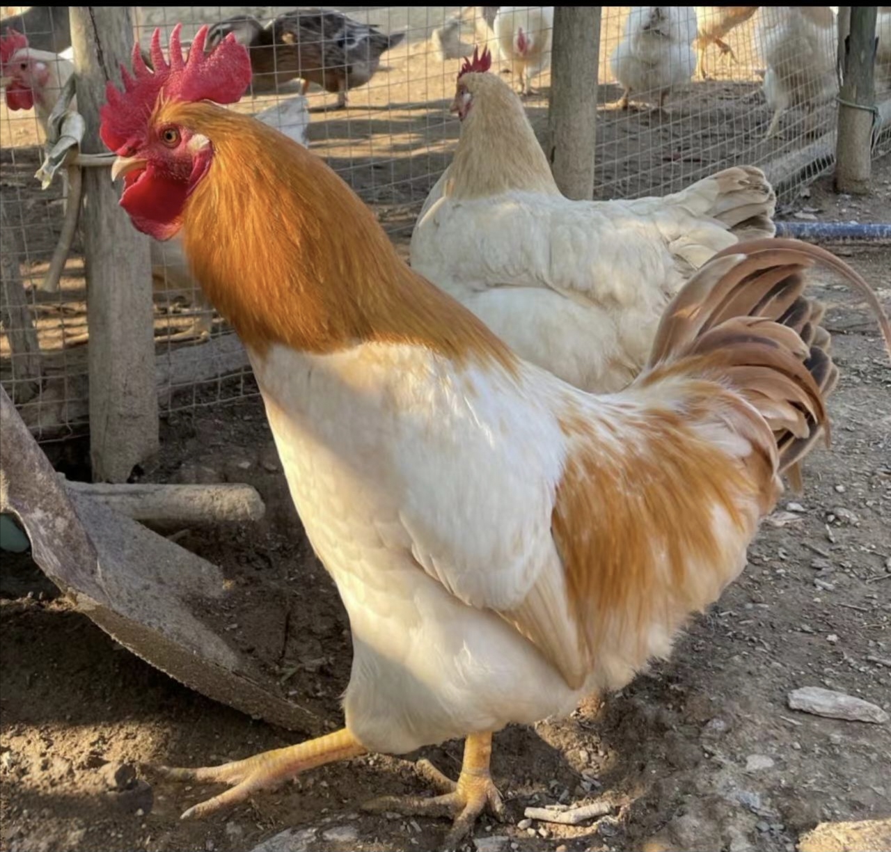 广西土鸡古典鸡3个公山林放养